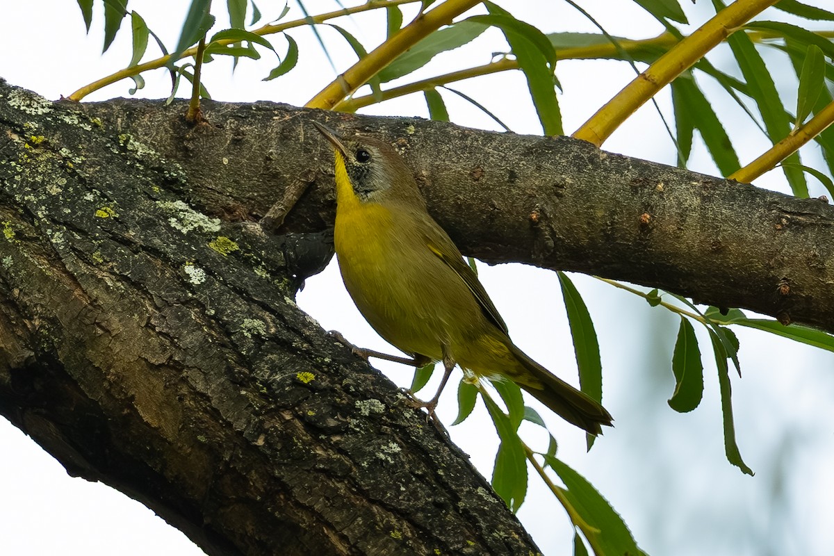 Common Yellowthroat - ML644007913