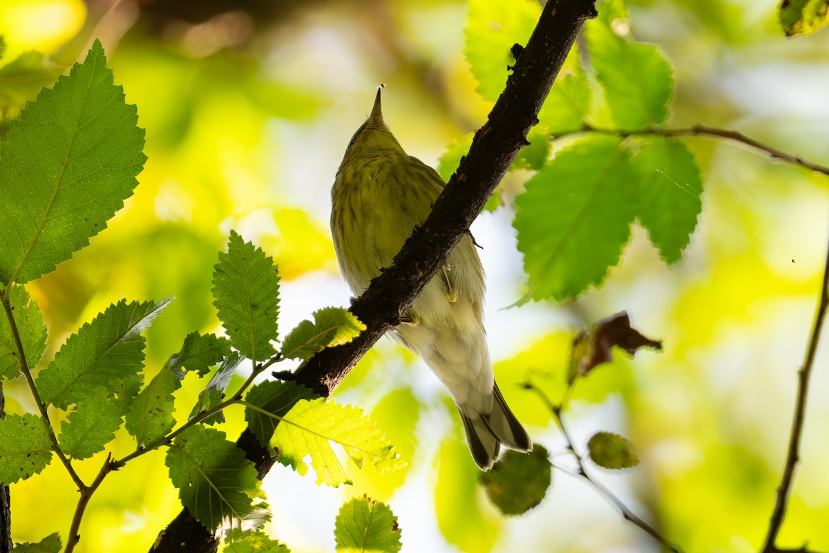 Blackpoll Warbler - ML644007914