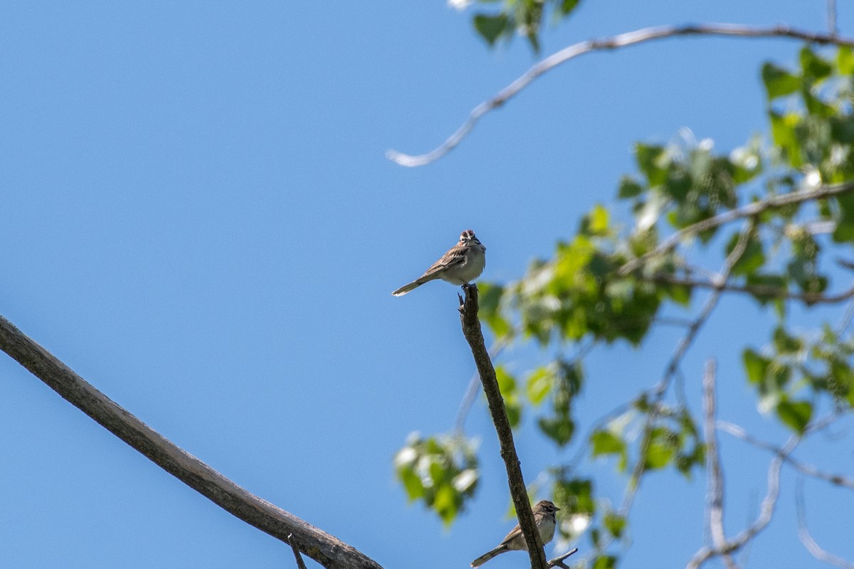 Lark Sparrow - ML644007922
