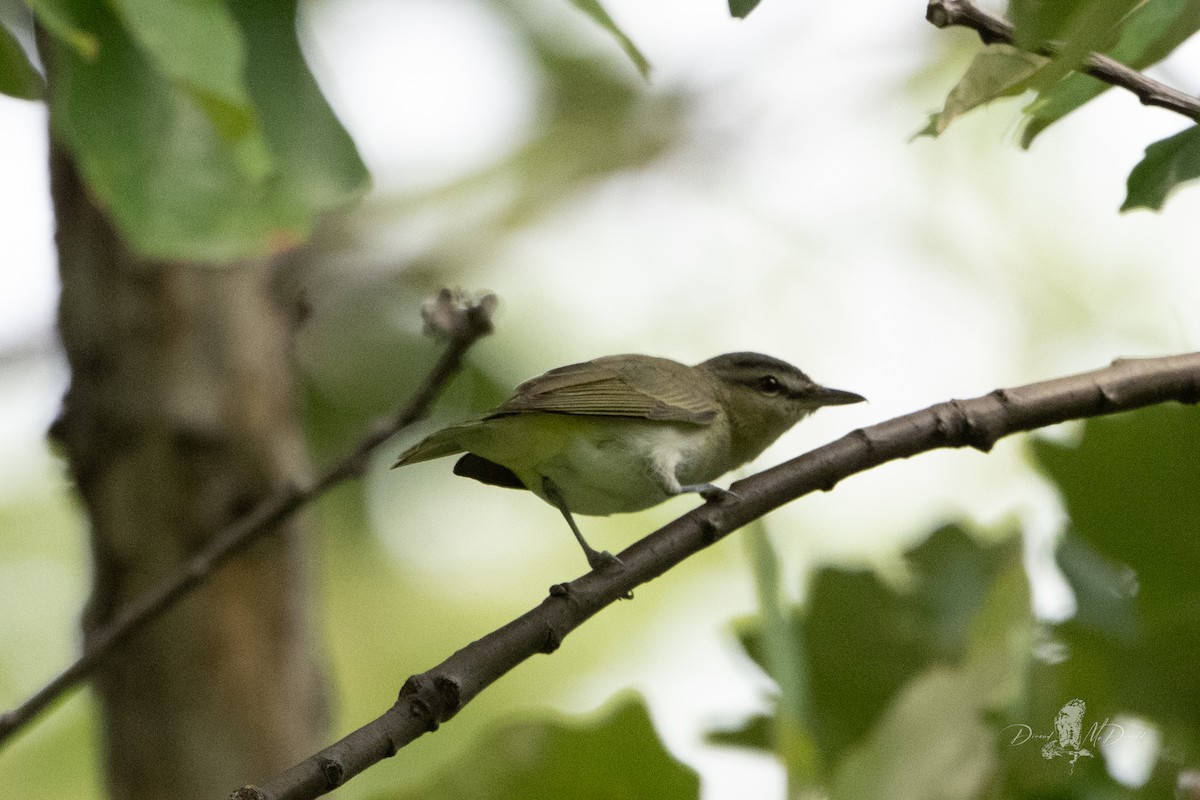 Red-eyed Vireo - ML644007924