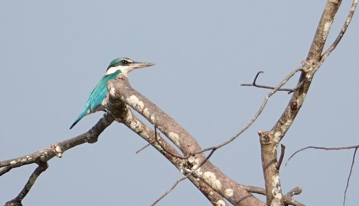 Collared Kingfisher - ML644007925