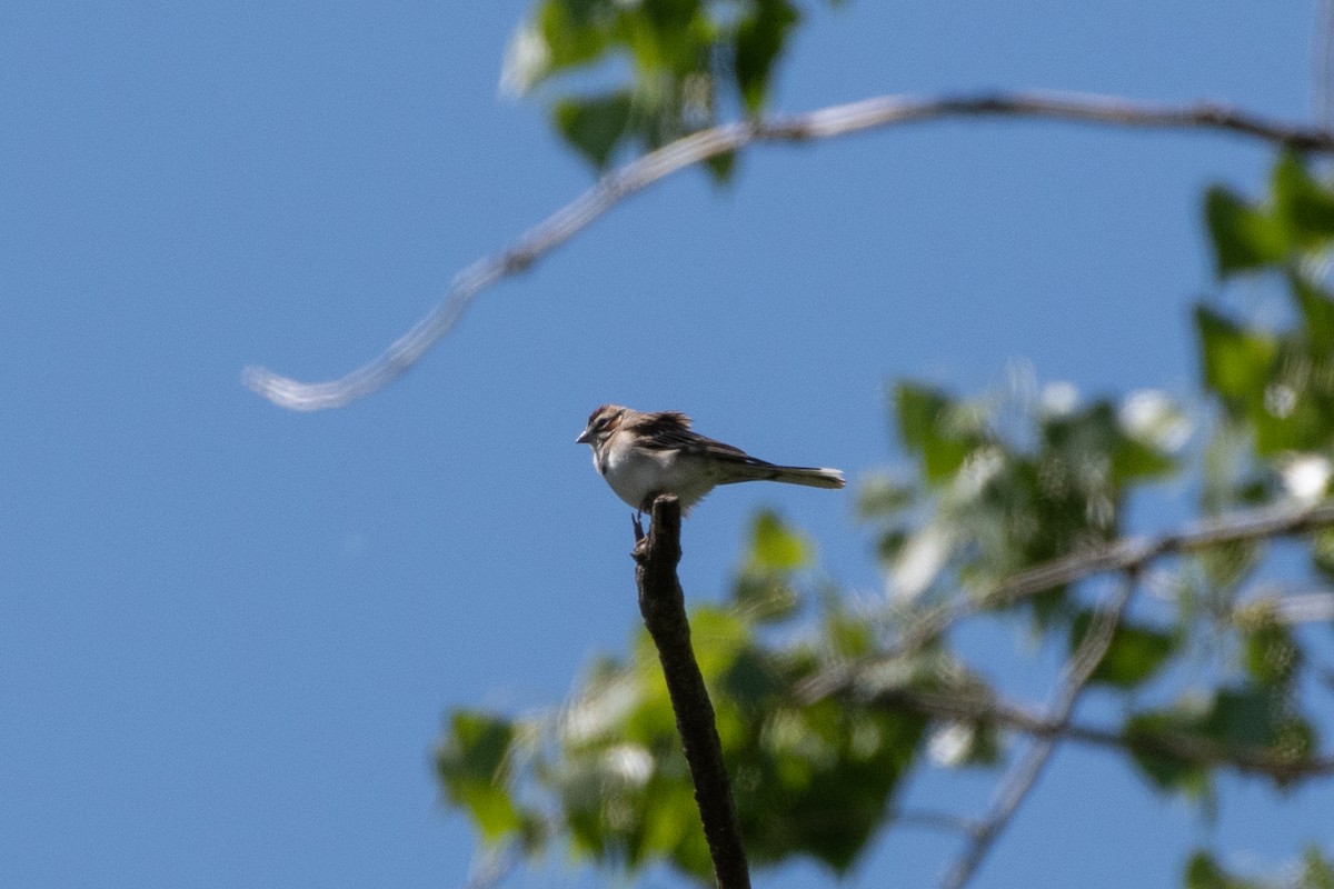 Lark Sparrow - ML644007940