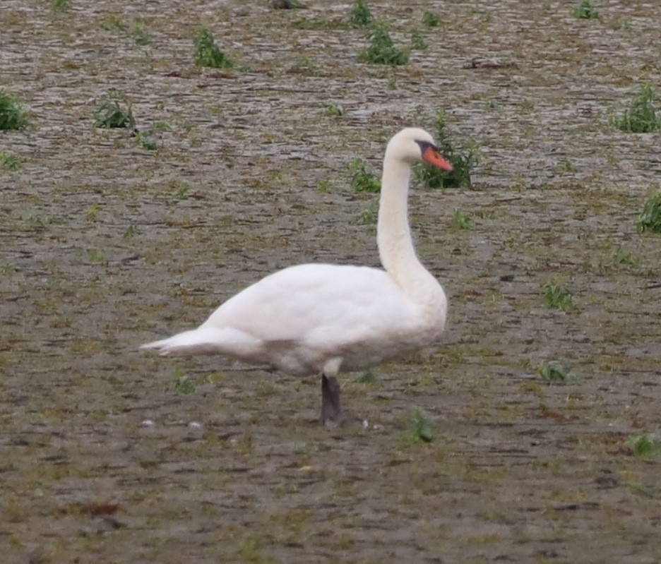 疣鼻天鵝 - ML644007941