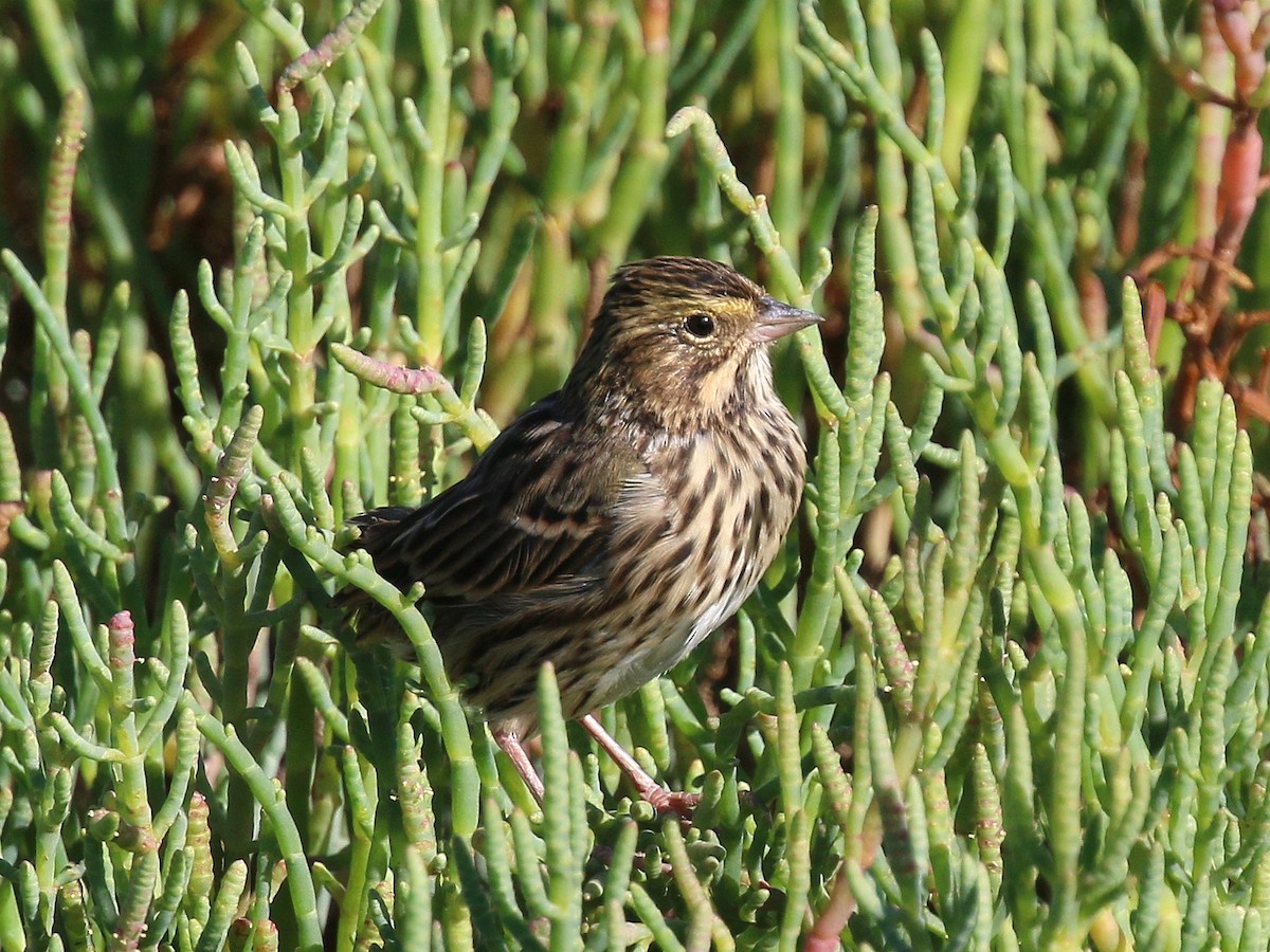 Savannah Sparrow - ML644007960