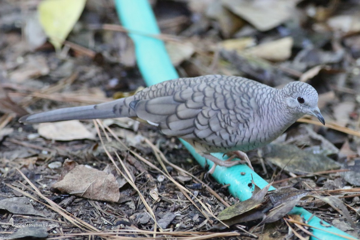 Inca Dove - ML644007971