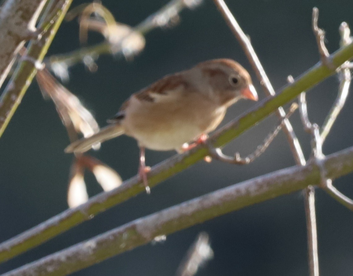Field Sparrow - ML644007976