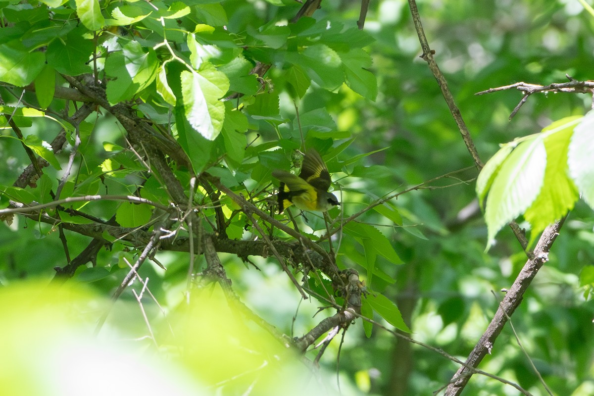 American Redstart - ML644008022
