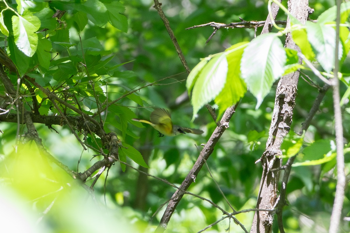 American Redstart - ML644008027