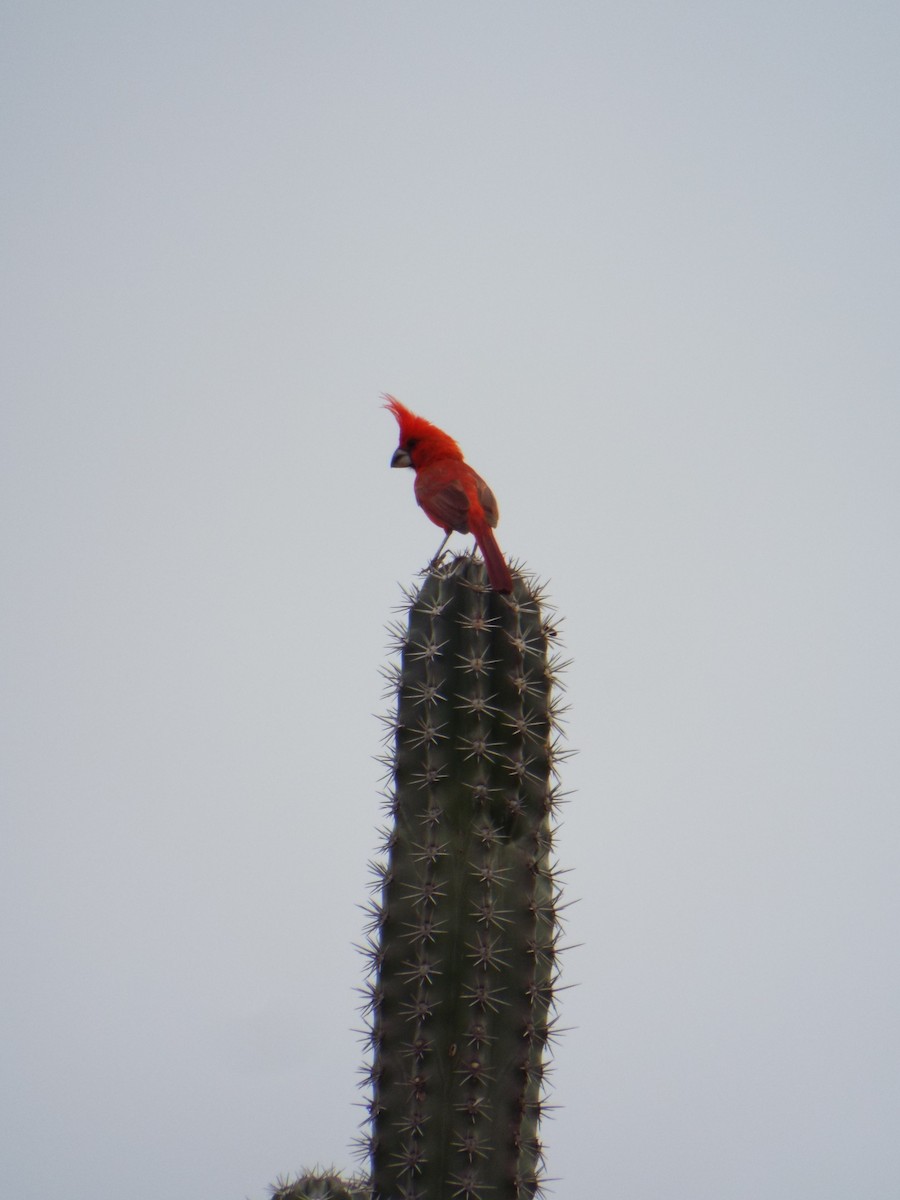 Vermilion Cardinal - ML644008028