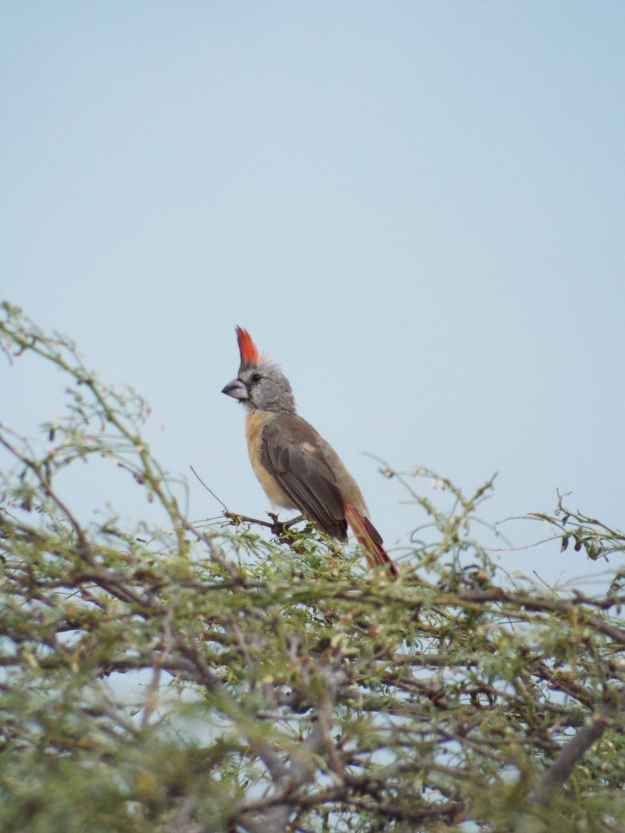 Vermilion Cardinal - ML644008029