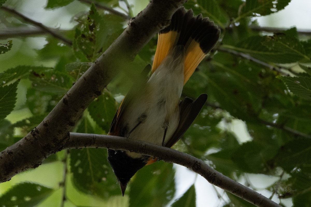 American Redstart - ML644008040