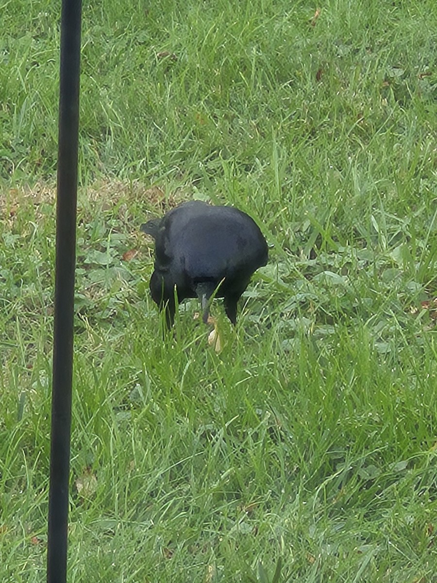 アメリカガラス - ML644008060