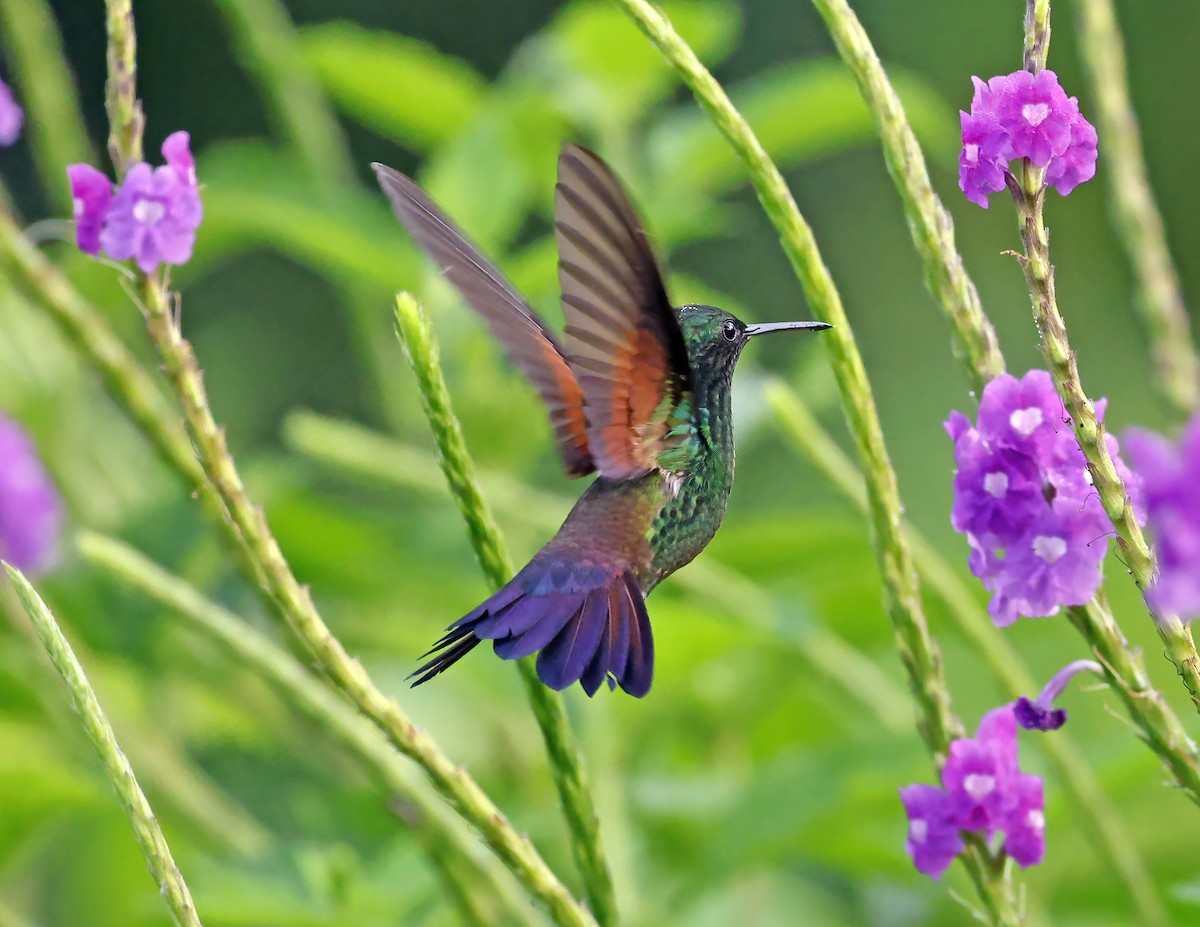 Амазилія-берил синьохвоста - ML644008081