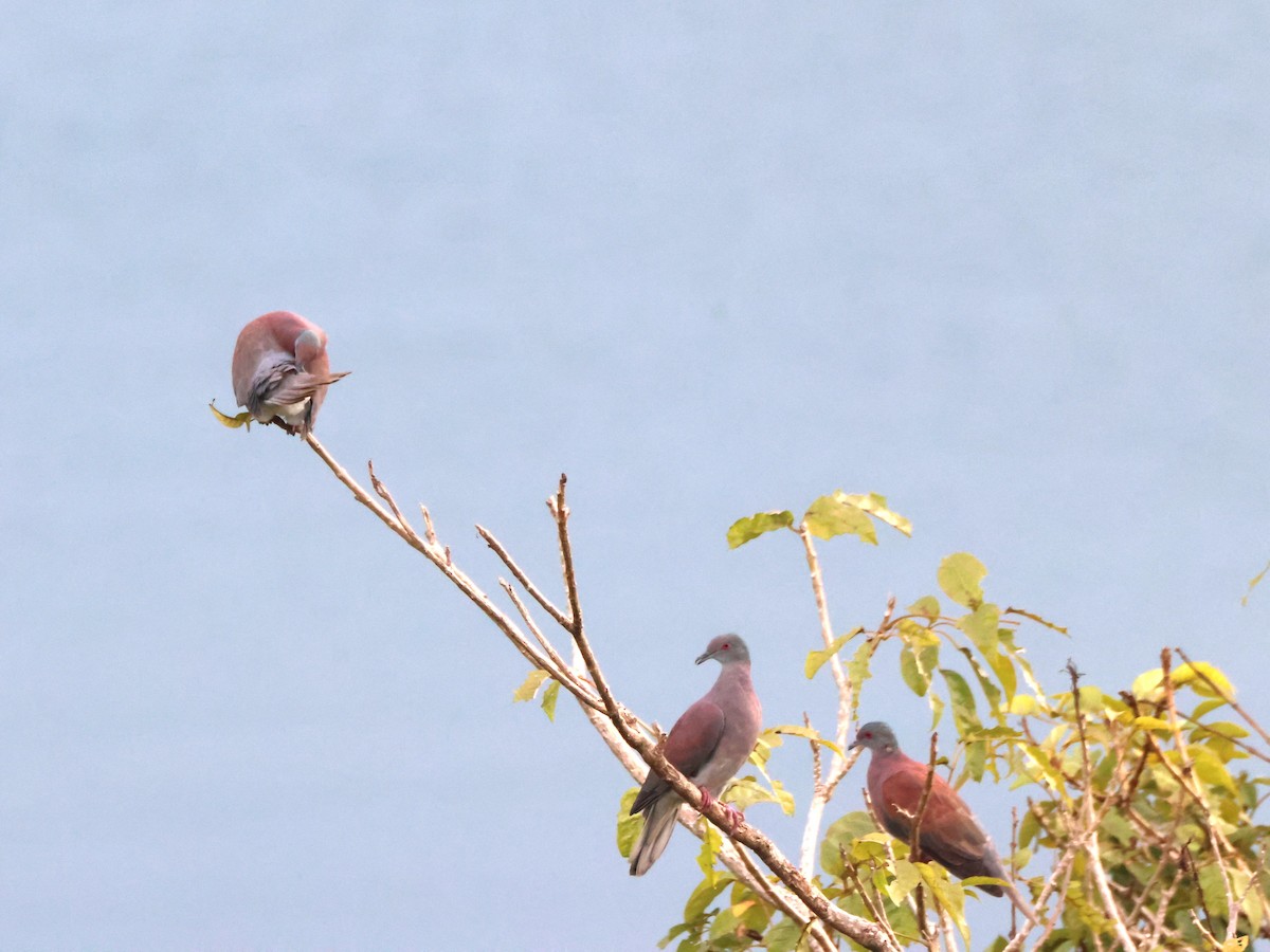 Pale-vented Pigeon - ML644008103