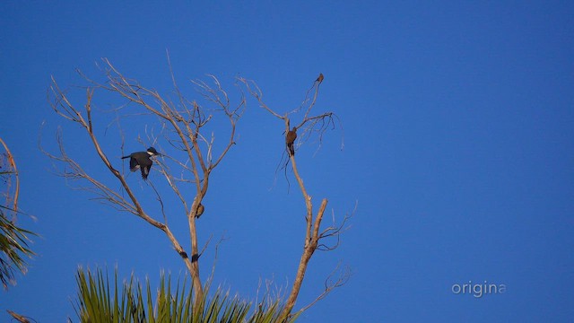 Belted Kingfisher - ML644008116