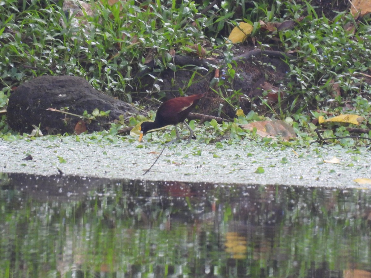 Northern Jacana - ML644008120