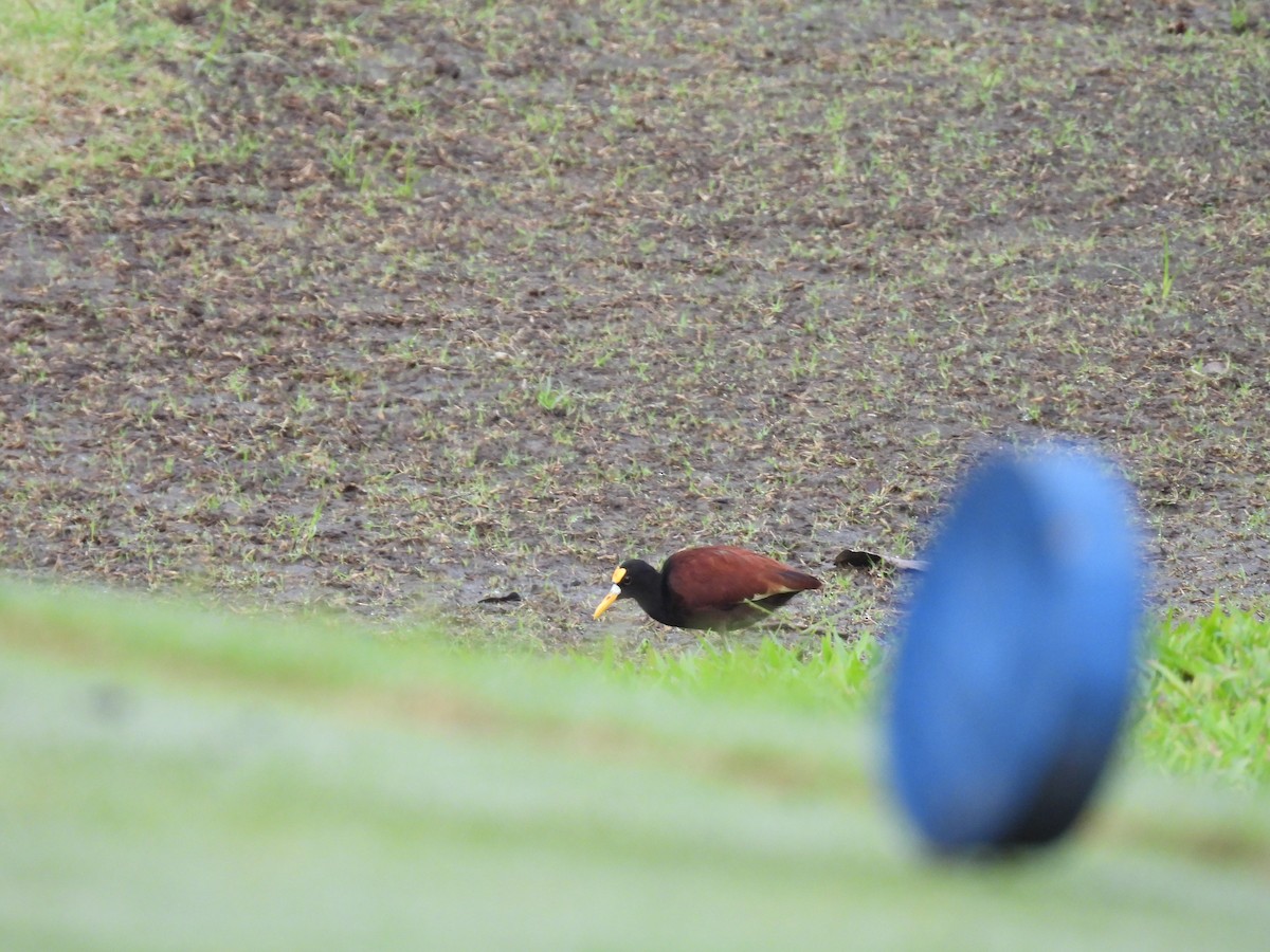 Northern Jacana - ML644008121