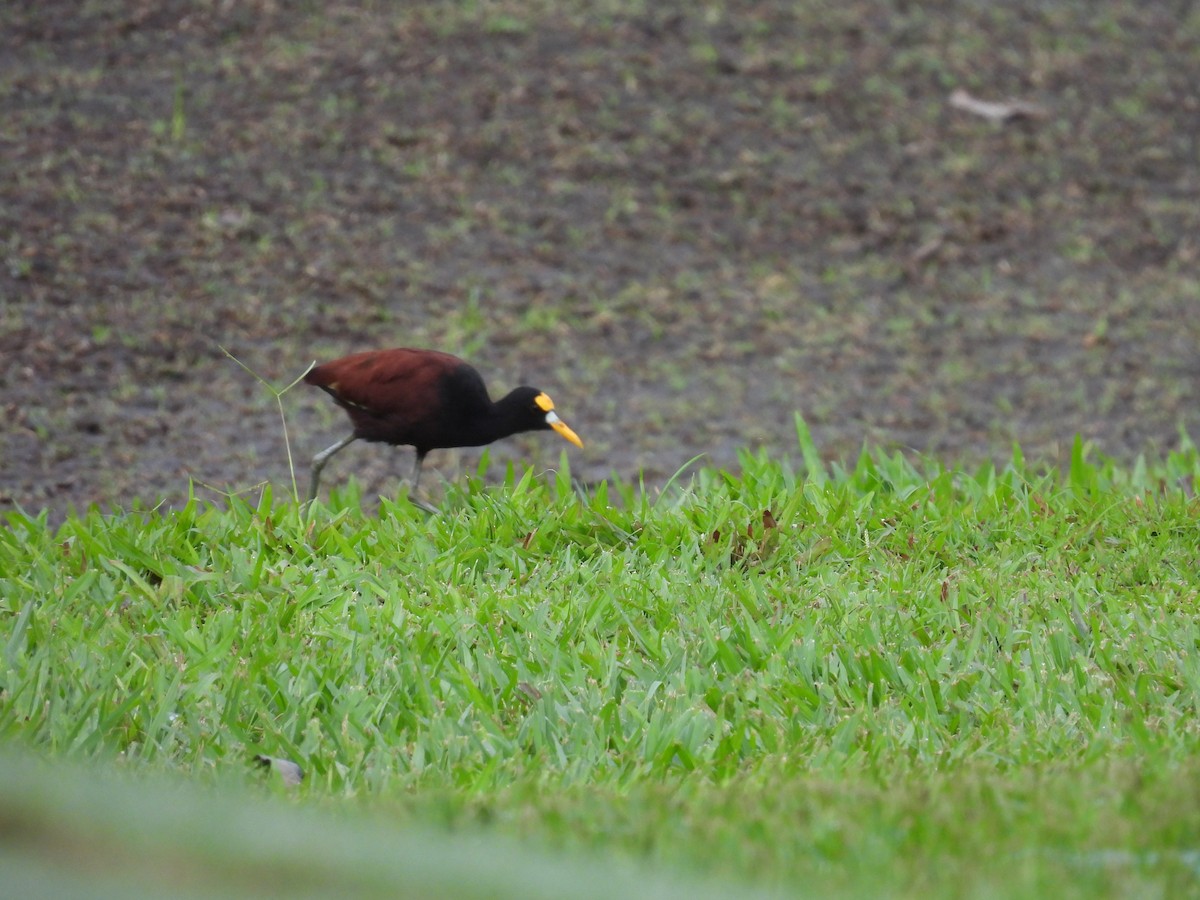 Northern Jacana - ML644008122
