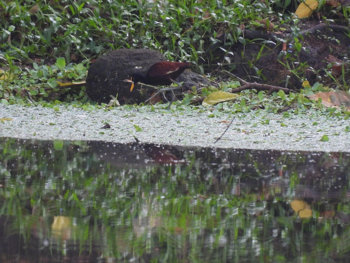 Northern Jacana - ML644008124