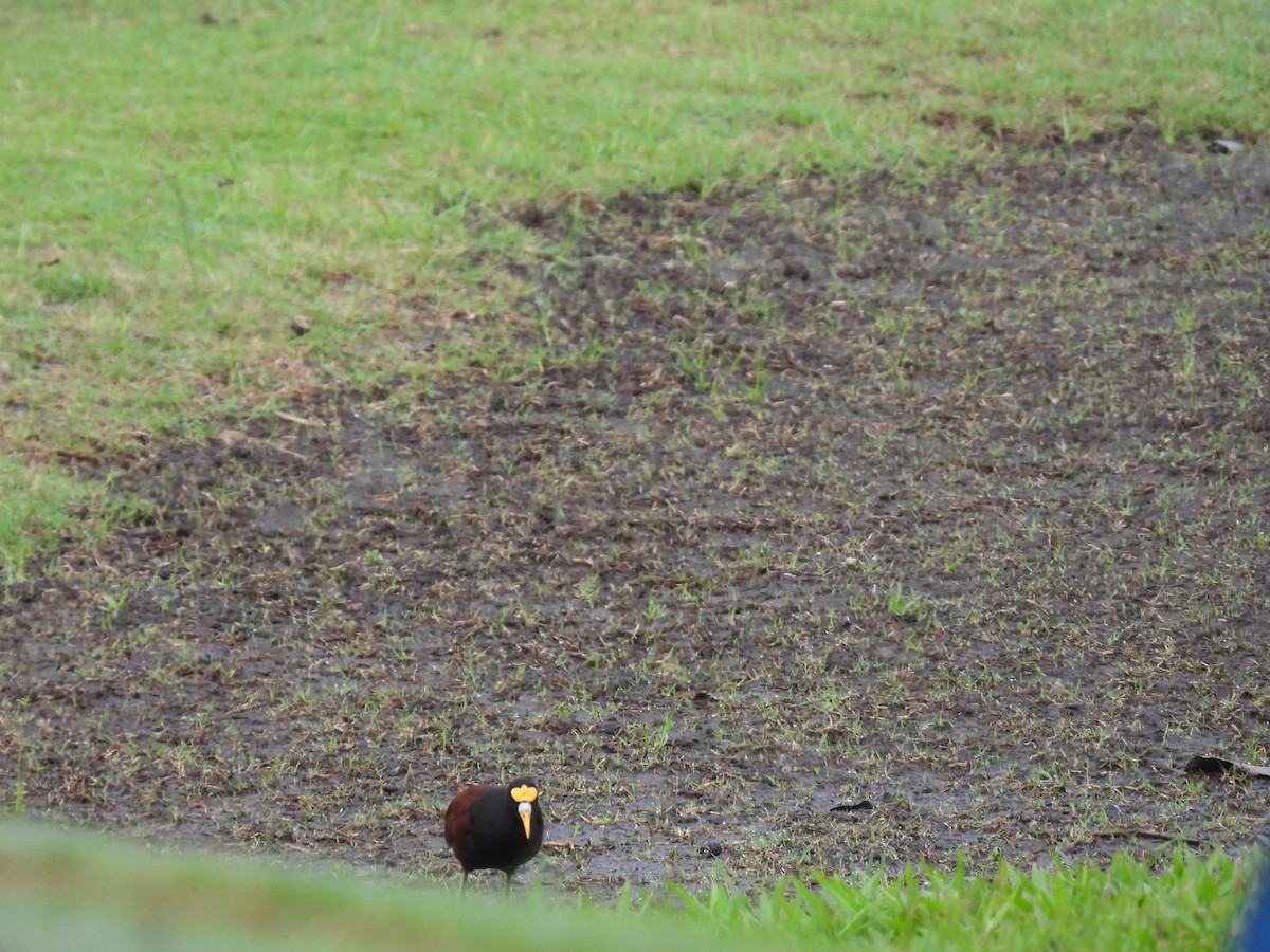 Northern Jacana - ML644008125