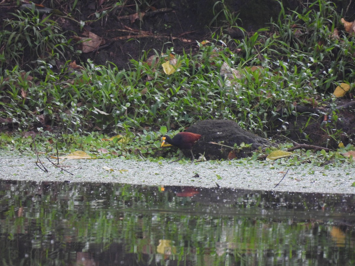 Northern Jacana - ML644008126