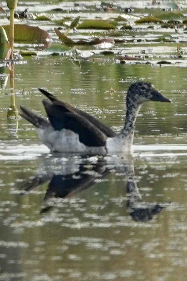 コブガモ - ML644008128