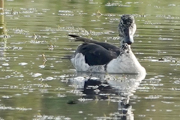 コブガモ - ML644008129