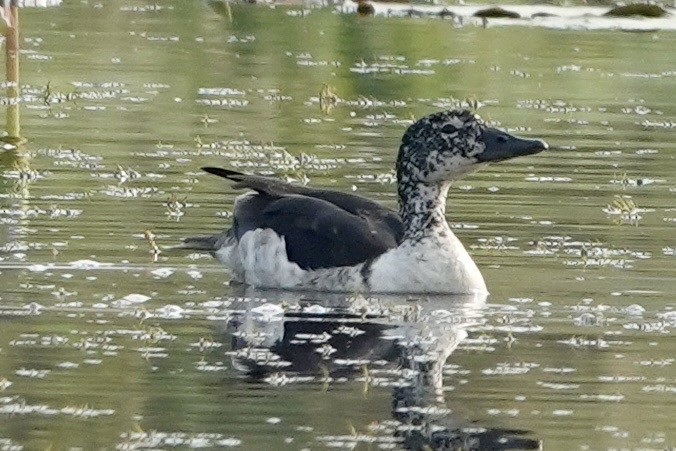 コブガモ - ML644008130