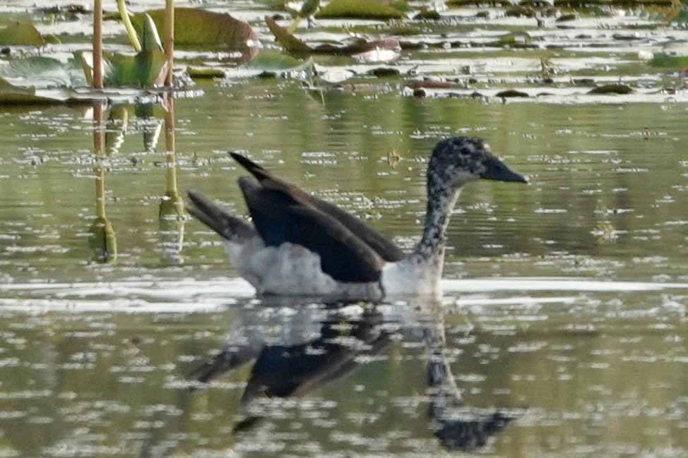 コブガモ - ML644008131