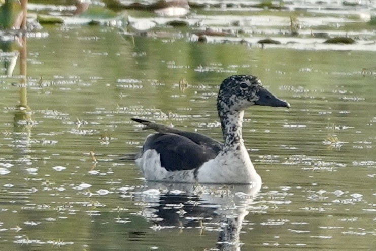 コブガモ - ML644008132