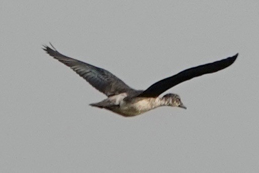 コブガモ - ML644008133