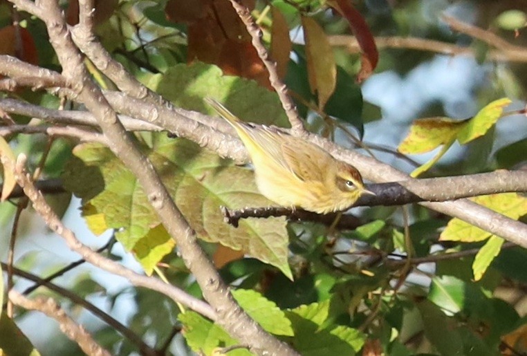 Palm Warbler - ML644008147