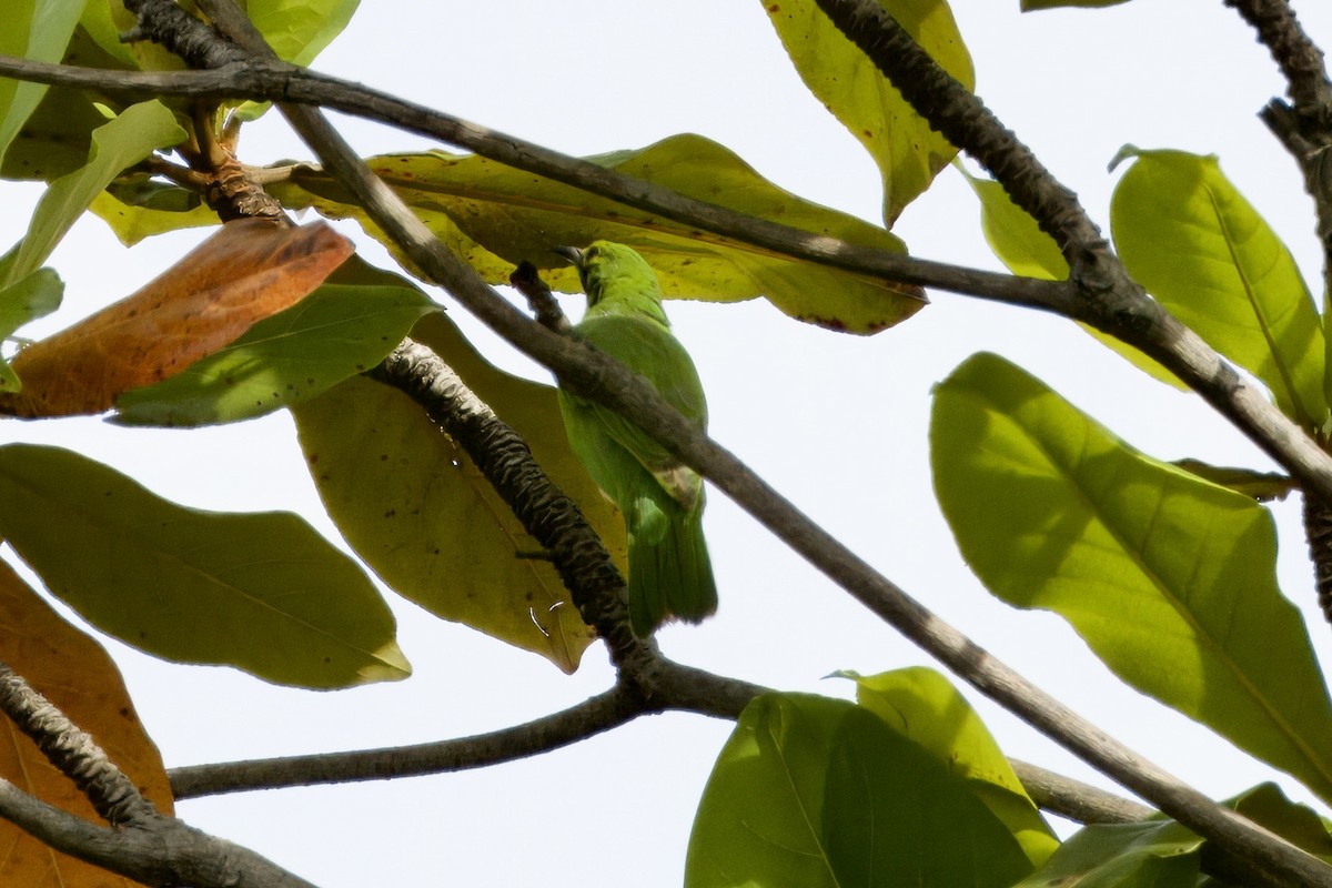 Golden-fronted Leafbird - ML644008148