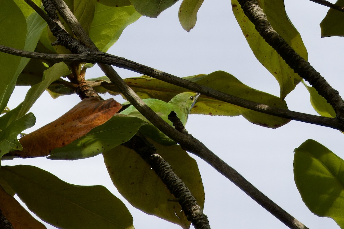Golden-fronted Leafbird - ML644008165