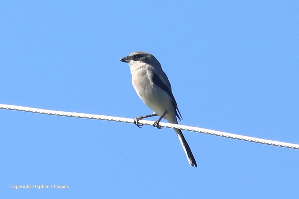 Loggerhead Shrike - ML644008183