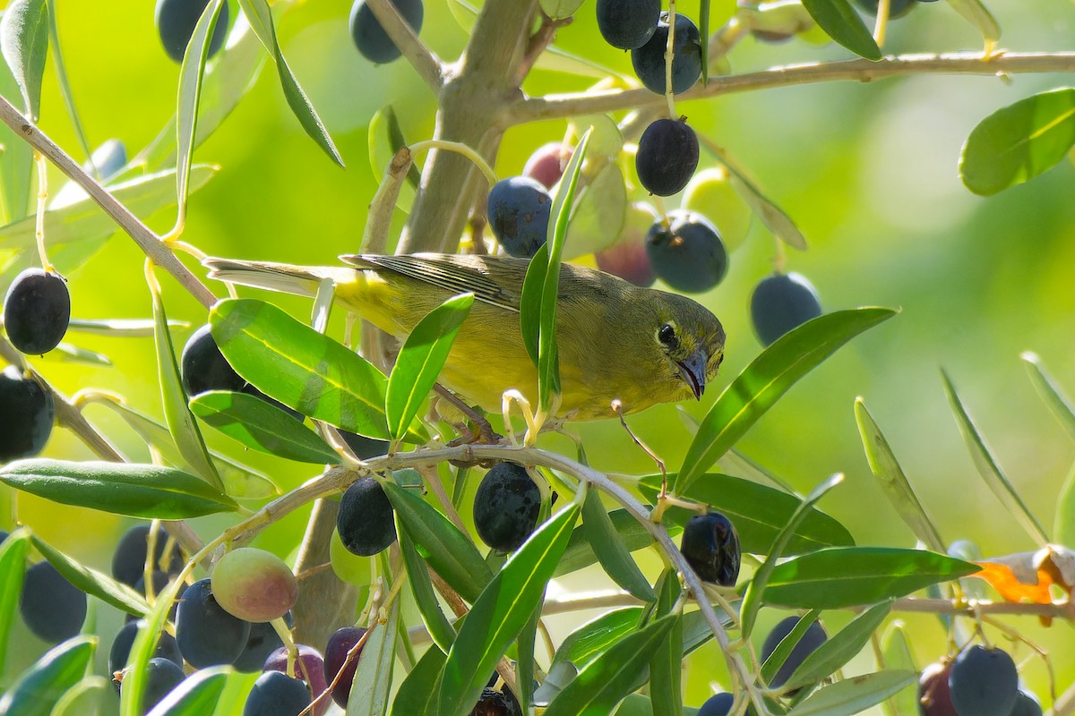 Orange-crowned Warbler - ML644008185