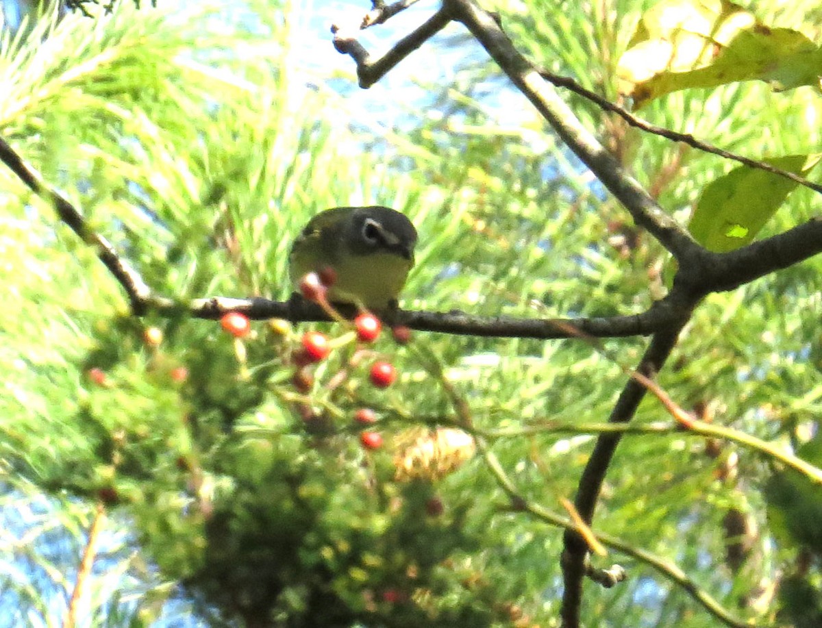 Graukopfvireo - ML644008189