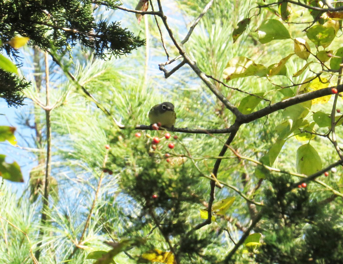Graukopfvireo - ML644008190