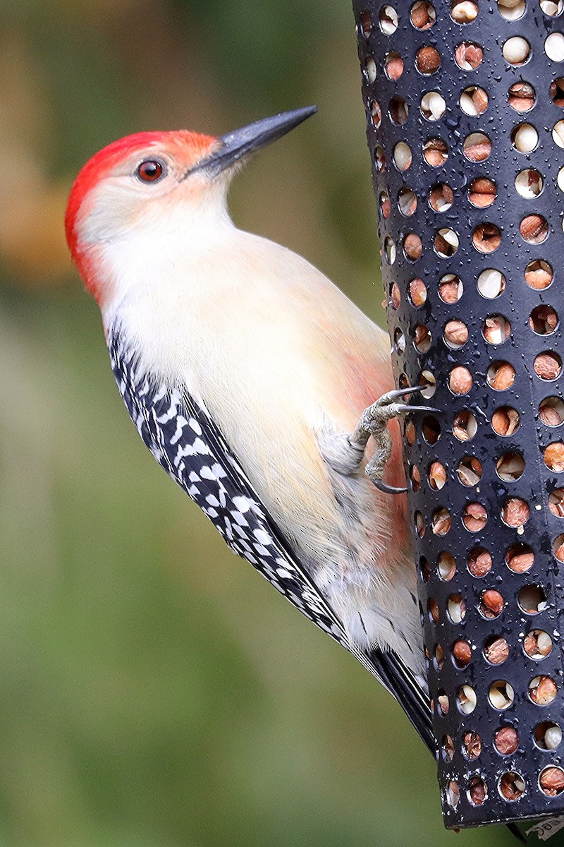Red-bellied Woodpecker - ML644008192