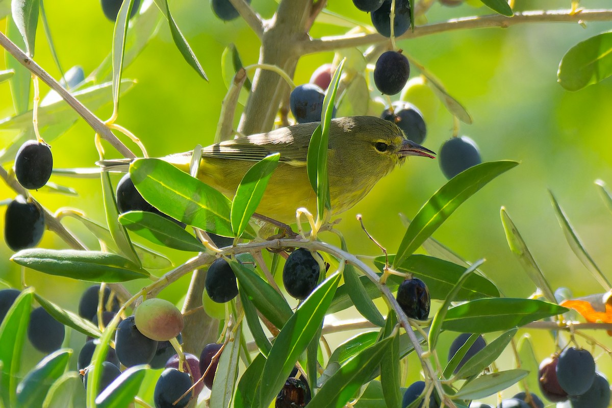 Orange-crowned Warbler - ML644008195