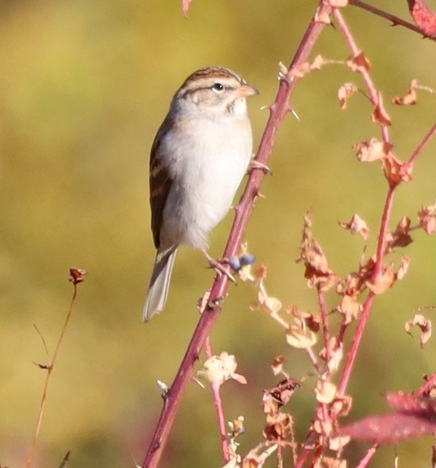 Chipping Sparrow - ML644008196