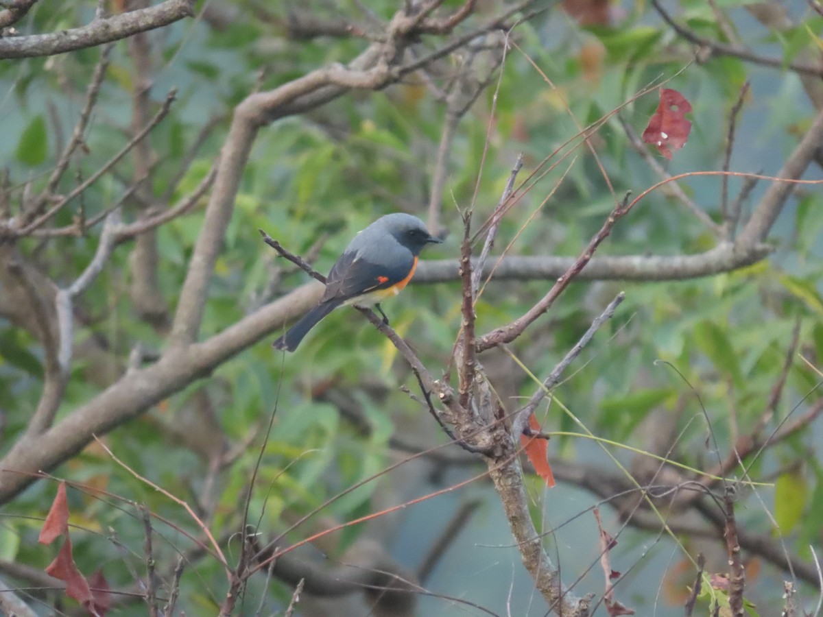 Small Minivet - ML644008200