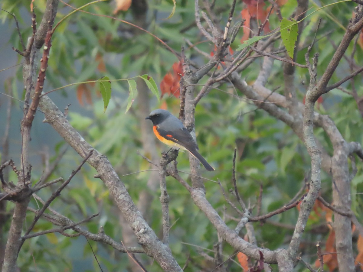 Small Minivet - ML644008202