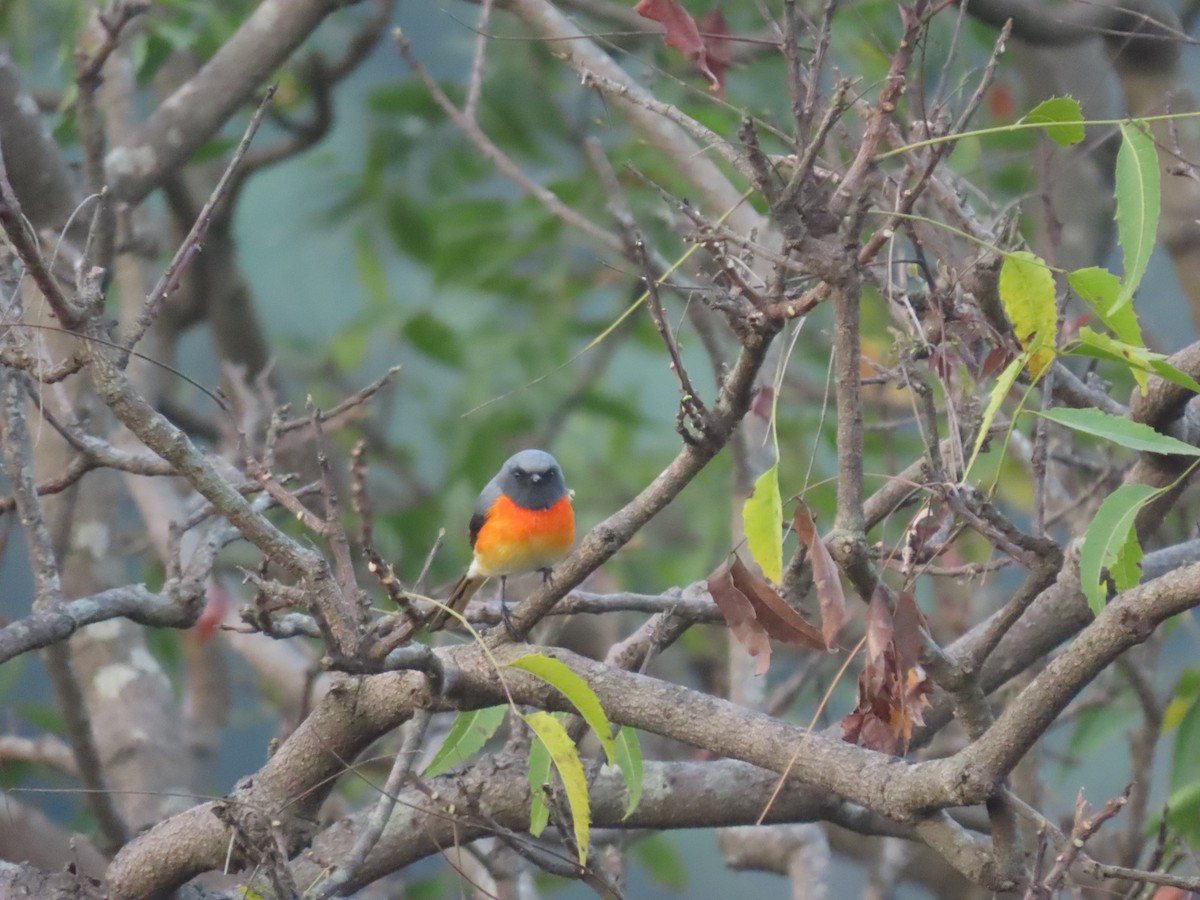Small Minivet - ML644008203