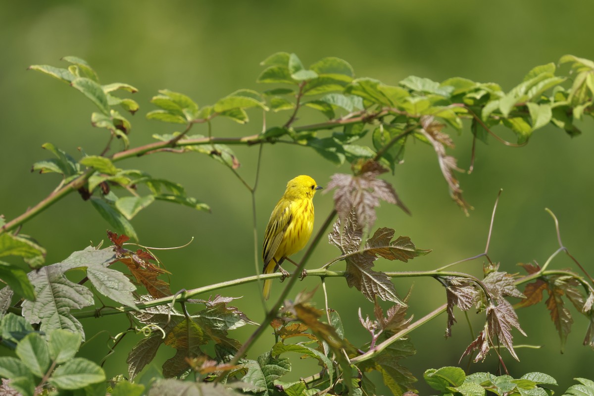 Yellow Warbler (Northern) - ML644008216