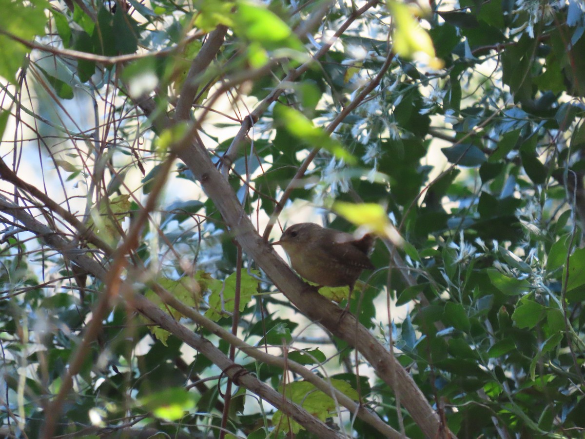 Winter Wren - ML644008230