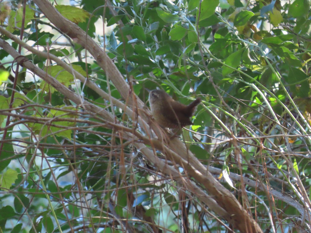 Winter Wren - ML644008256