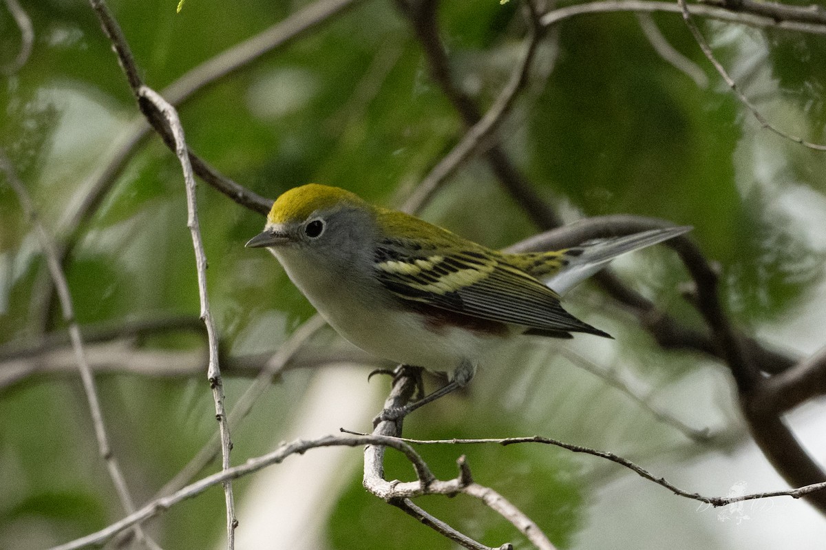 Chestnut-sided Warbler - ML644008258