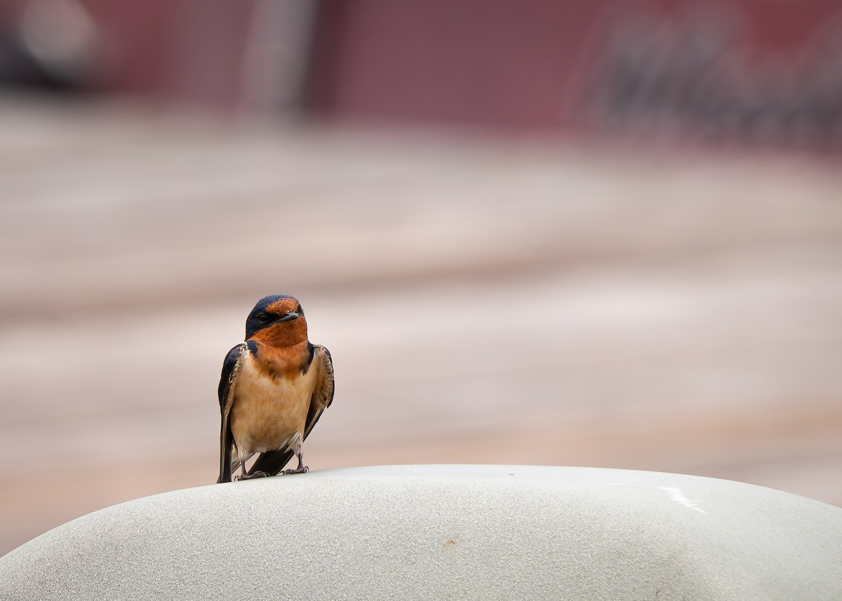 Barn Swallow - ML644008259