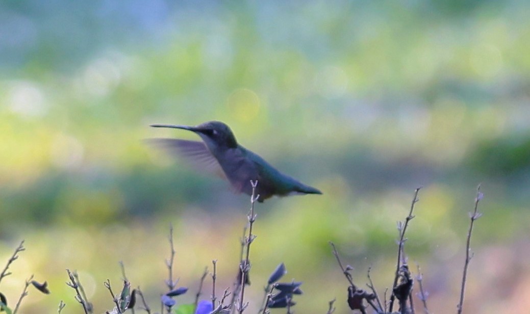 Ruby-throated Hummingbird - ML644008266